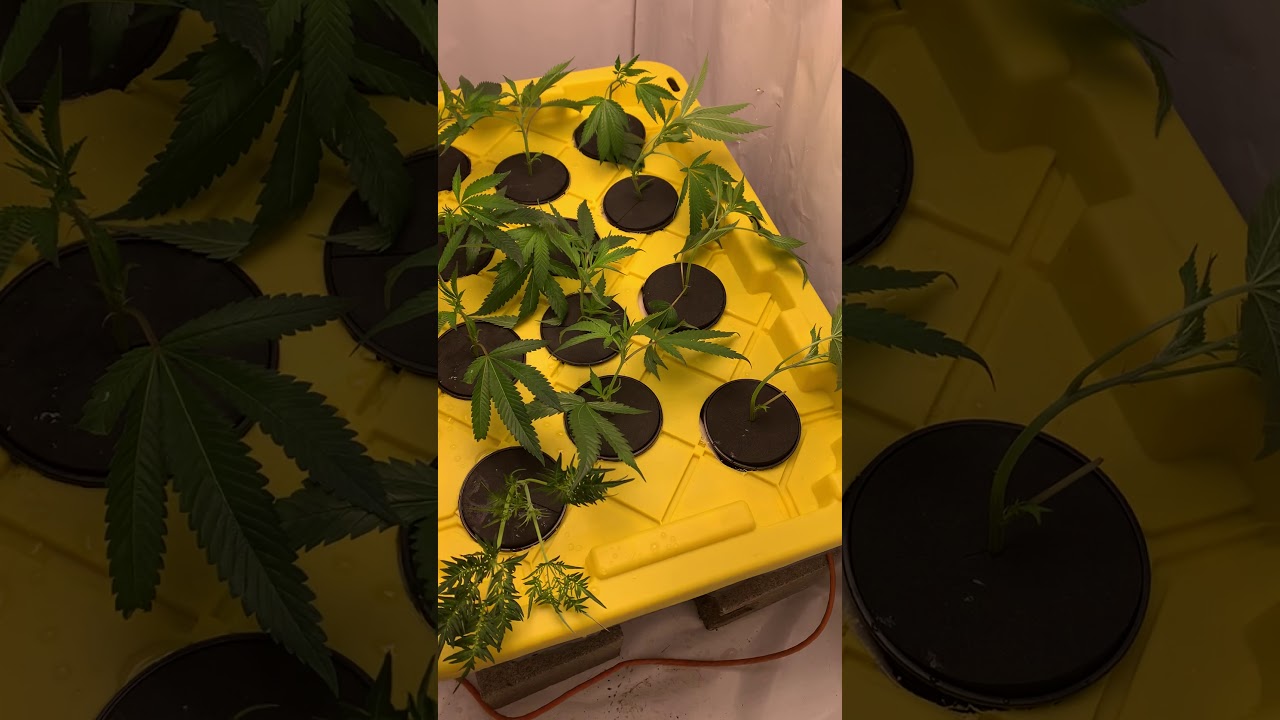 New  Aeroponic System