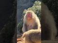 わがままボディー🙈ニホンザルのアイちゃん💕✨ふっくら伝わるかなぁ。 #monkey #arashiyama #ニホンザル #animalsounds