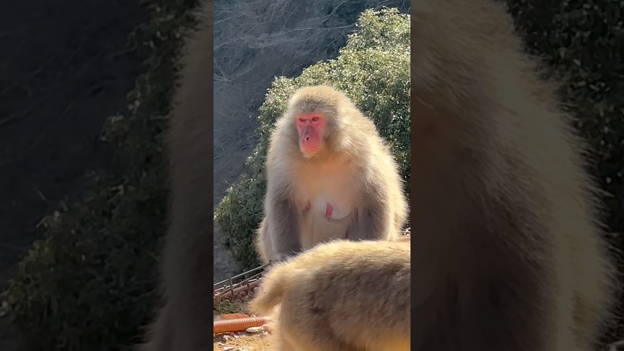 わがままボディー🙈ニホンザルのアイちゃん💕✨ふっくら伝わるかなぁ。 #monkey #arashiyama #ニホンザル #animalsounds