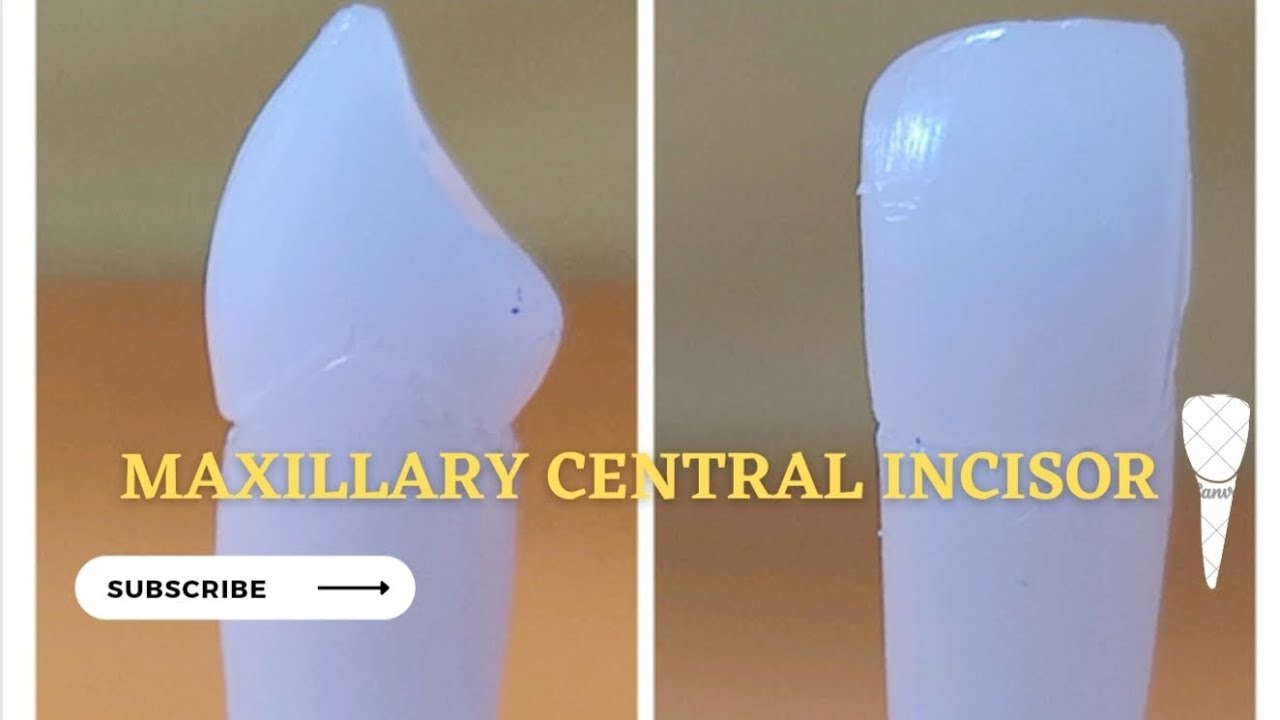 Carving Of Maxillary Central Incisor Carving EP1 YouTube