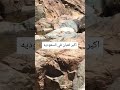 أكبر ثعبان في السعودية The Largest Snake In Saudi Arabia أكبر ثعبان في السعودية The Largest Snake In Saudi Arabia