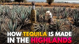 Making Tequila in The Highlands