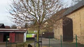 Acer campestre 'Anny's Globe' javor polní babyka