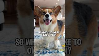 Corgis Are Not Lap Dogs #shorts #corgi #dogs