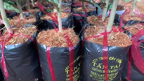 Bưởi ruby thailan:0983198739.cty cây giống tấn tài.