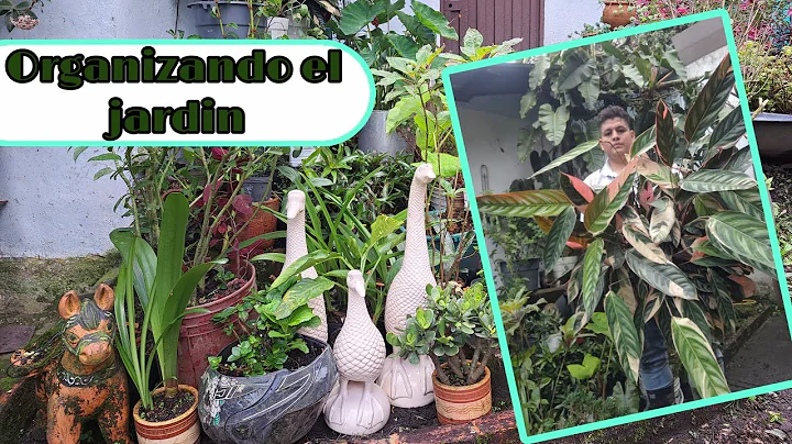 Deshierbando y reorganizando el jardin .