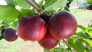 Is Bravo Apple GMO?