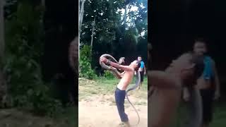 VIDEO ASLI, PAWANG ULAR TEWAS DI GIGIT KING COBRA SAAT ATRAKSI DI MEMPAWAH KALIMANTAN BARAT.