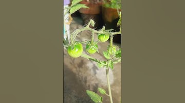 CHERRY TOMATOES #viral #tomatoes #garden #farming101 #farming