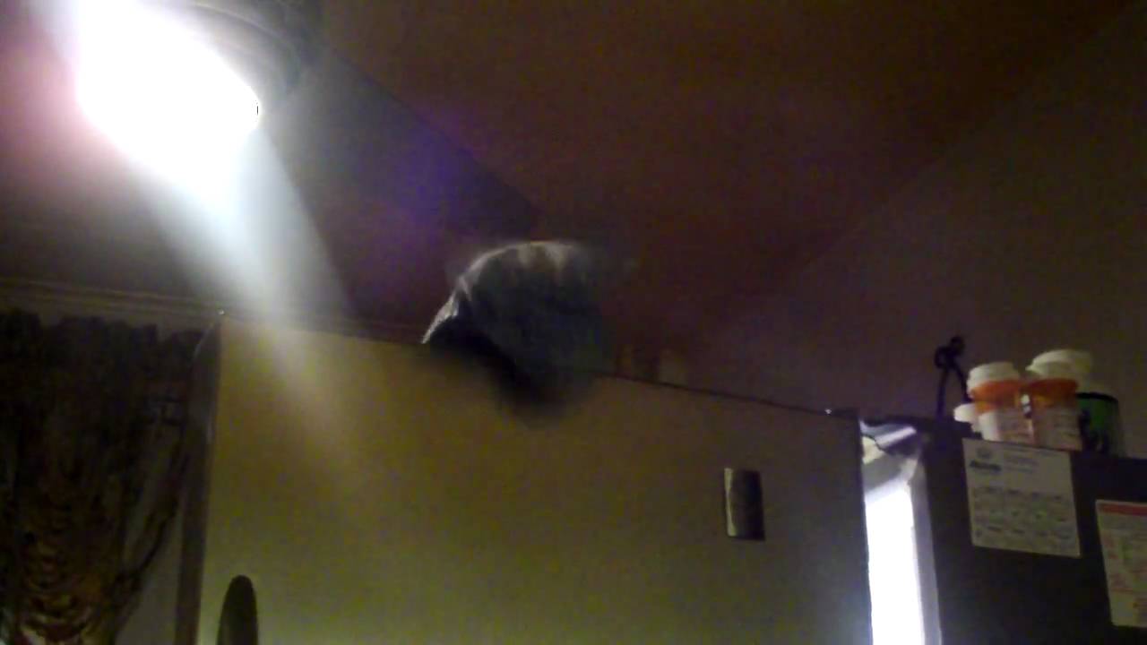 angry mitten - YouTube