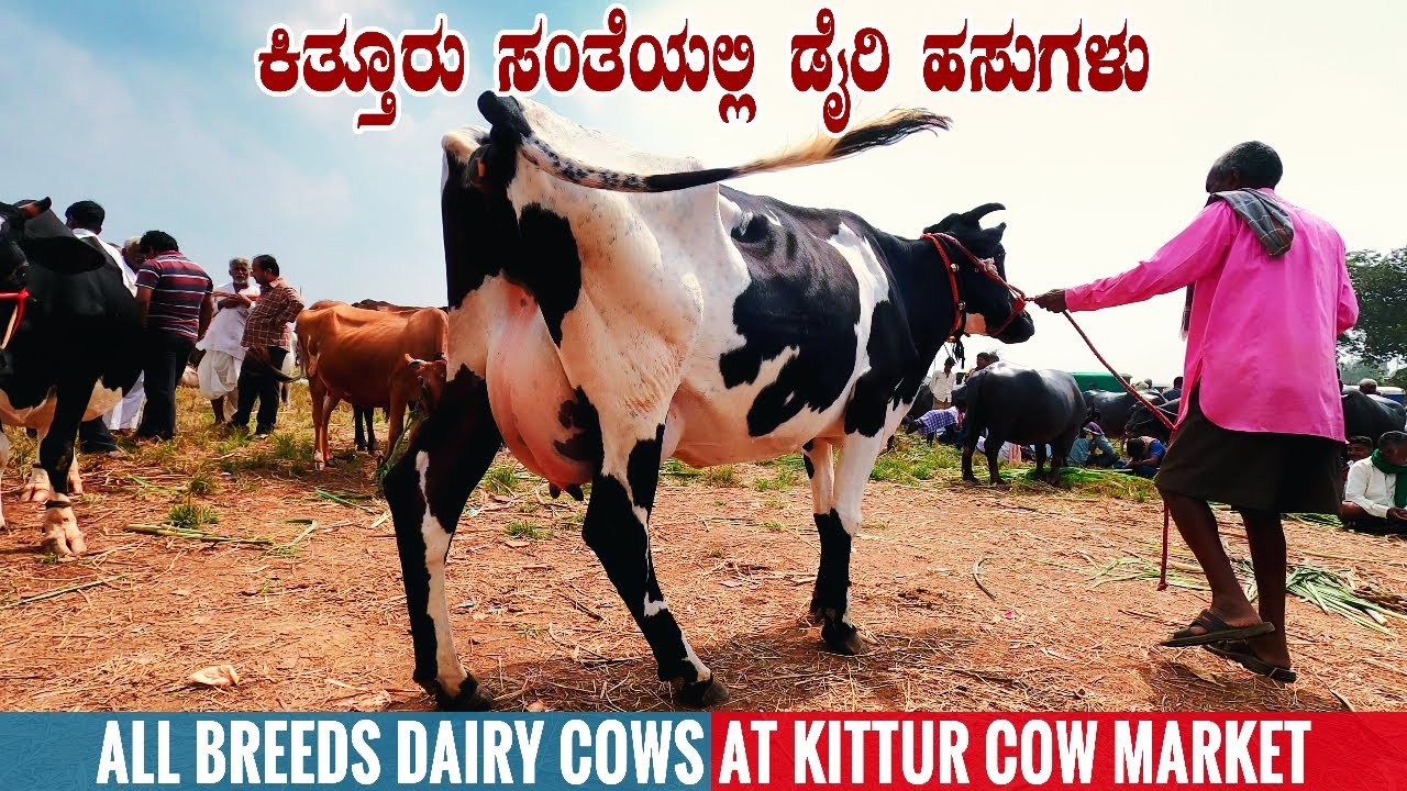 Dairy Cows for Sale at Kittur Cow Market near Belagavi in Karnataka Small Cow Market in