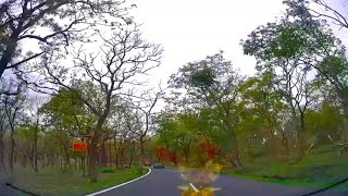 Bandipur Tiger Reserve & National Park | Bandipur to Ooty | Ooty Hairpin curves- Kalhatty Ghat