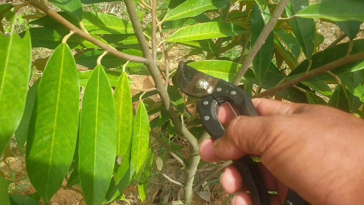 Cara pangkas pokok durian bercabang dua: V atau Y