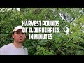 Best Way to Harvest Elderberries