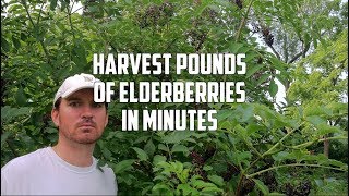 Best Way to Harvest Elderberries
