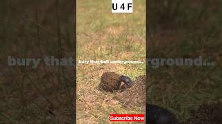 This Bug Rolls Poop… But It’s Actually a Genius