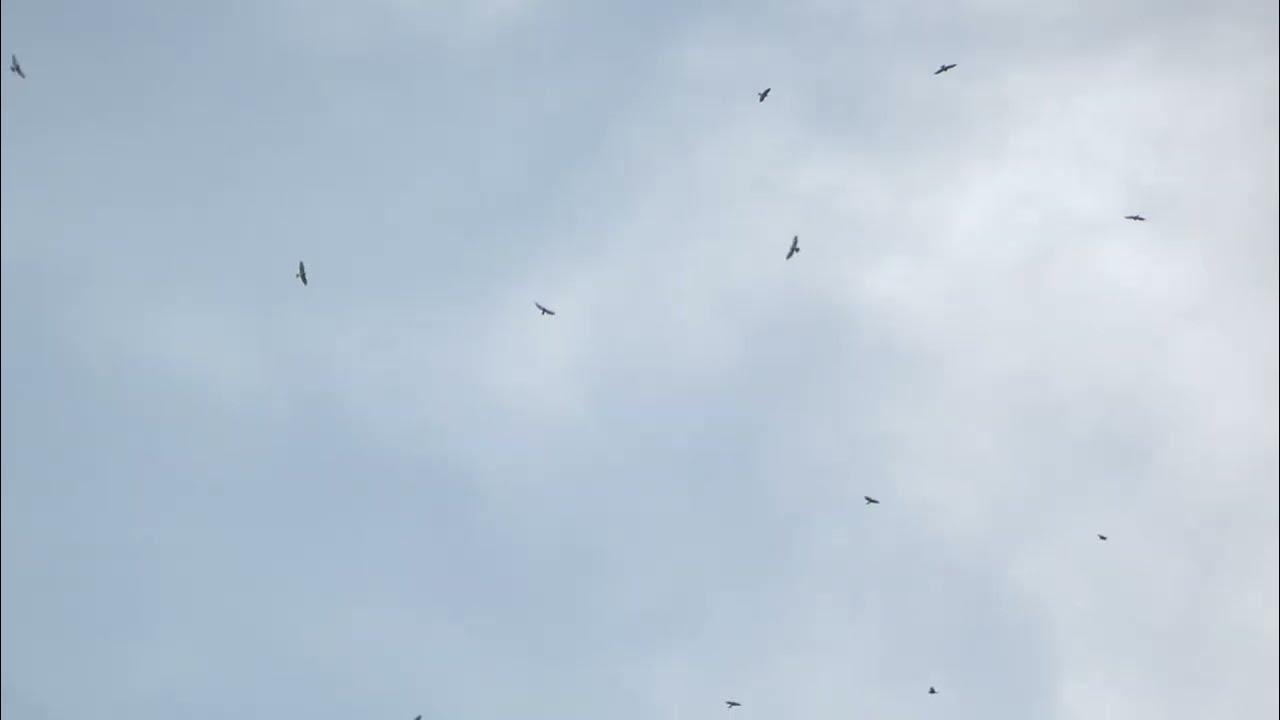 Massive Kettle of Broad Winged Hawks YouTube