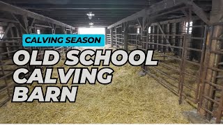 Cattle Barn Tour before Calving Season Starts