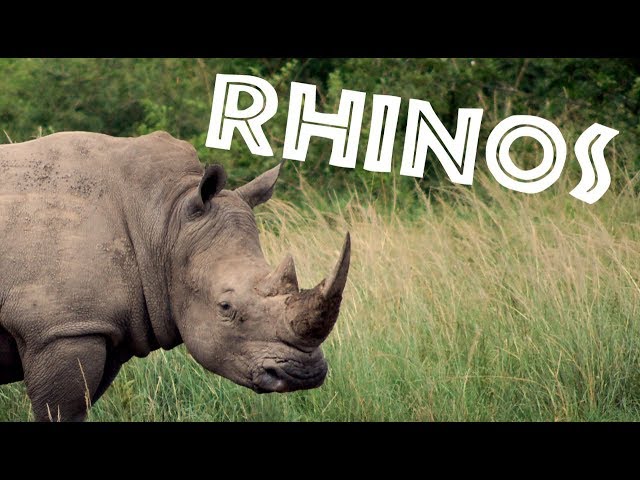 All About Rhinos for Kids: Rhinoceros for Children - FreeSchool class=