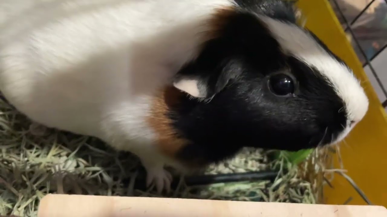 Guinea Pig Close Up