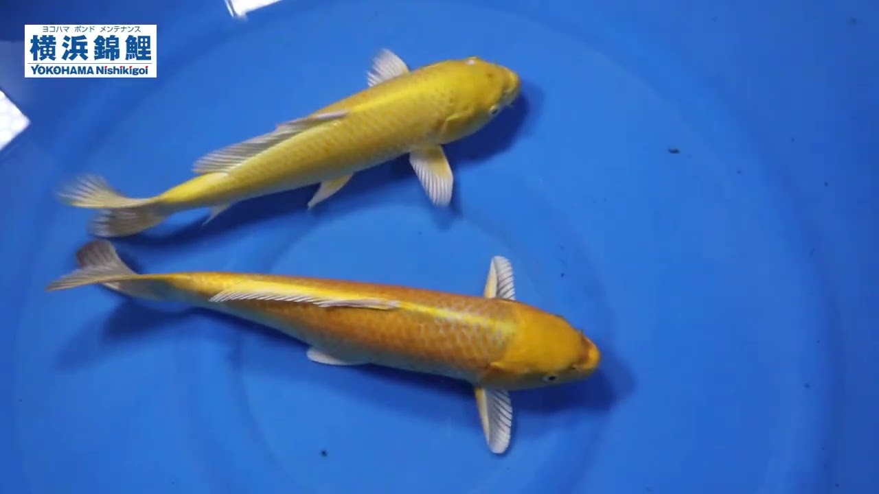 横浜錦鯉】山吹黄金41㎝＆38㎝丸堂養鯉場産 - YouTube