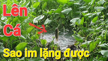 Câu Cá Rô đồng/ Tại Đầu Rạch sông Sài Gòn, im lặng là Cái Khó. @teovlog99#cauca#caucagiaitri