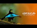 طائر الجنة الفاتن من أروع الطيور النادرة في العالم كويست عربية Quest Arabiya