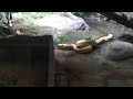 ular warna kuning melahap mangsanya