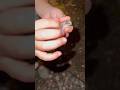 Caught a green cicada Higurashi in Japan リゾナーレ那須でひぐらしゲット!昆虫少年ケンゾウ