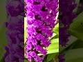 Unseen Kyoto: Breathtaking Flowers at Kyoto Botanical Garden