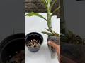 REPLANTE COMPLETO PARA ORQUÍDEAS #shorts #orquideas #orquídeas #orquídea #orchid