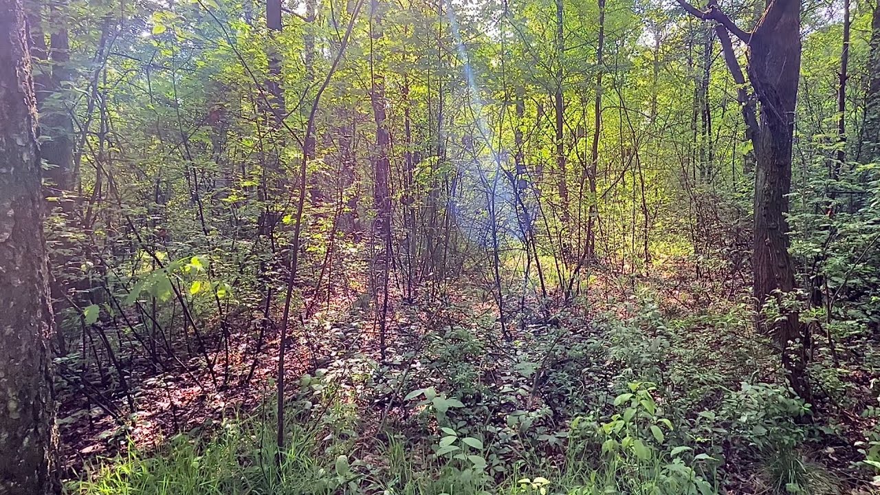 15 minutes in the heart of the forest | Relaxing birdsong and dense greenery