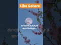 #trending song #viral