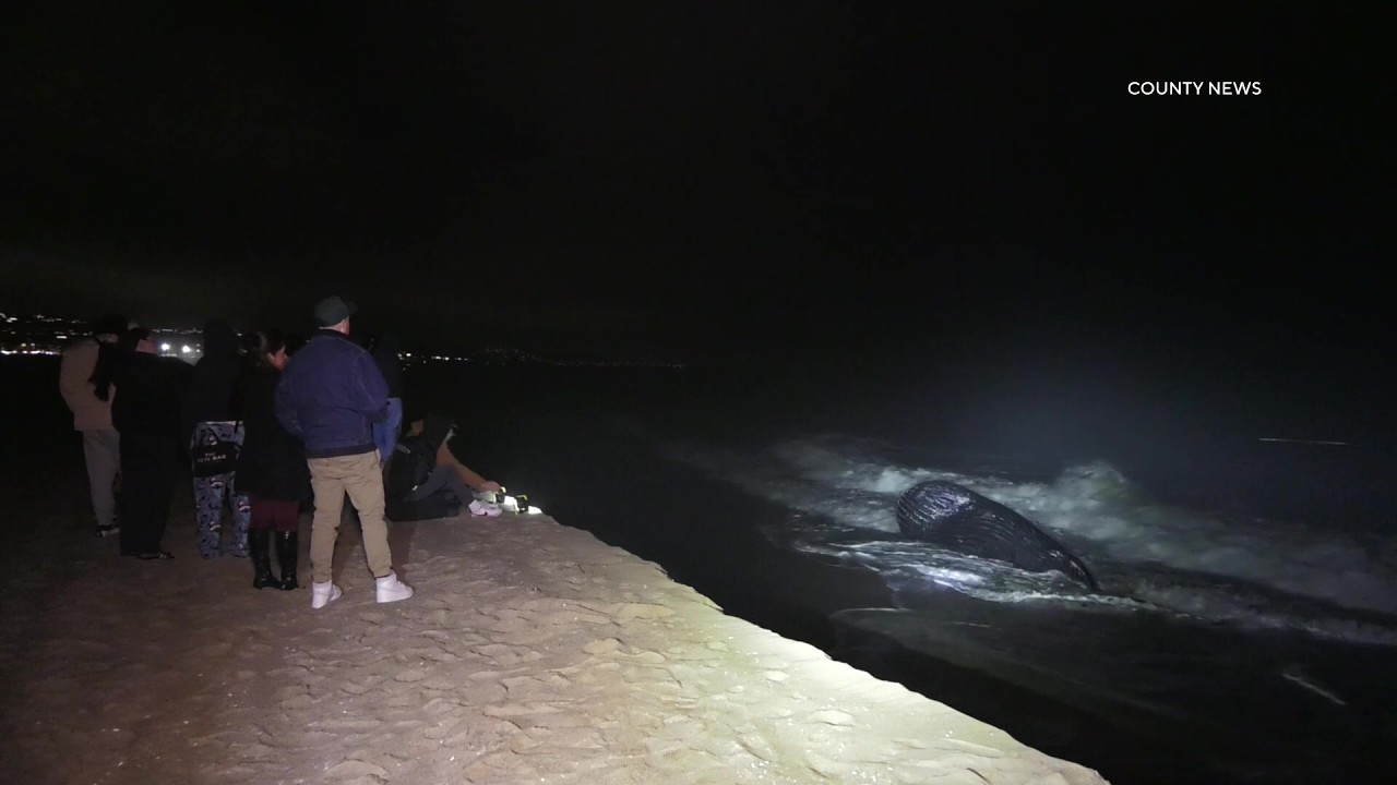 Humpback Whale Washes Ashore Following Inclement Weather | Newport Beach, CA