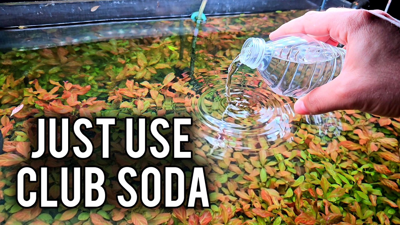 Do This NOW to Save Your Aquarium From Crashing