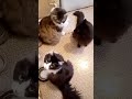 Коты: Паша, Гоша, Джимми