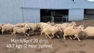 Yamba Caramut ewe lambs