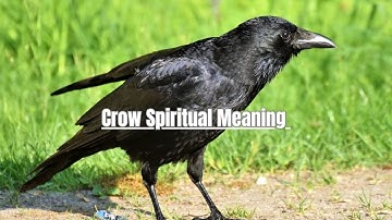 Spiritual Meaning of Crows: & Symbolism Interpretations