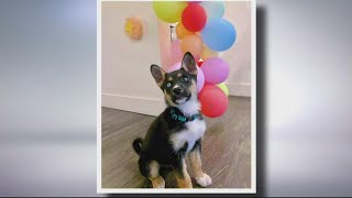 'Give me your dog!' | Owners speak out after their dogs were stolen at gunpoint in DC