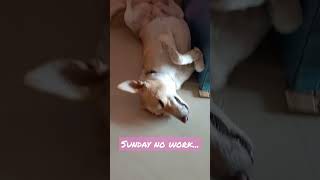 The Shocking Truth Behind Lily's Sunday