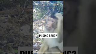 Kehidupan Asri Hewan di Taman Nasional Kerinci Seblat #information #faktaunik #satwa #viral #shorts