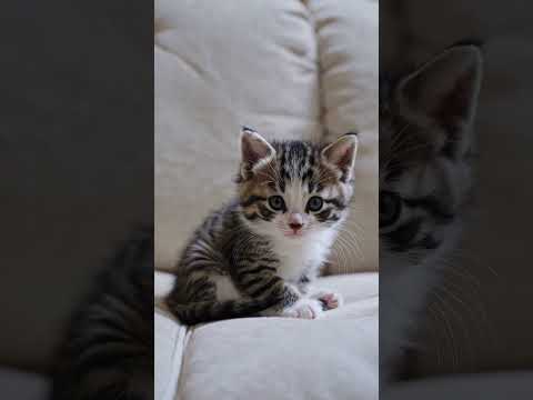 Funny kitten wants to play✨🐾