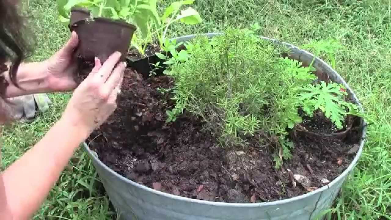 Planting an Herb Garden Permaculture 