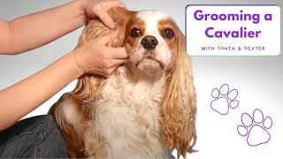 Basic Dog Grooming and How to Cut a Dog’s Hair ~ Cavalier King Charles Spaniel Demo Video