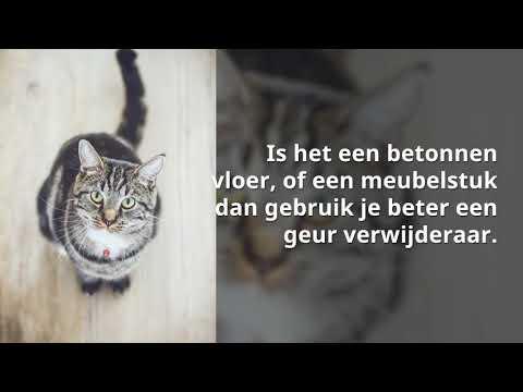 Video: Hoe zich te ontdoen van de geur van kattenurine: 100% resultaat