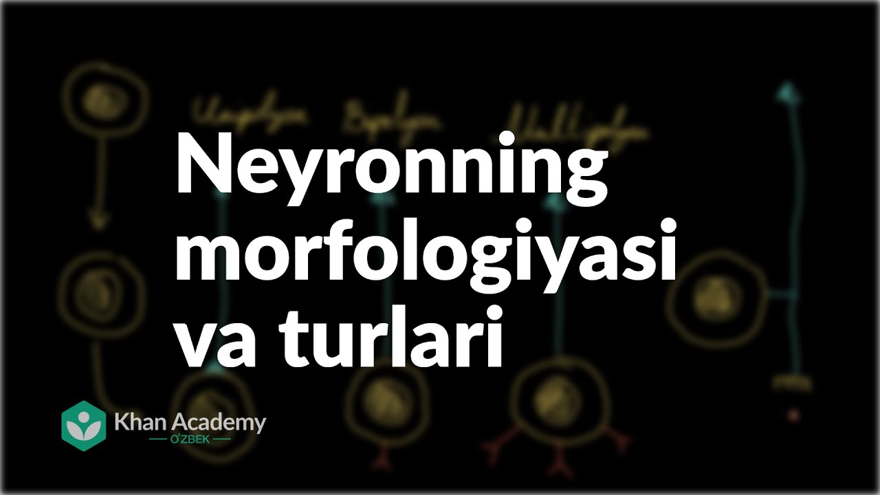Neyronning morfologiyasi va turlari | Nerv tizimi | Tibbiyot