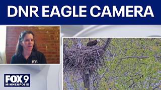 The story behind the DNR's Eagle camera