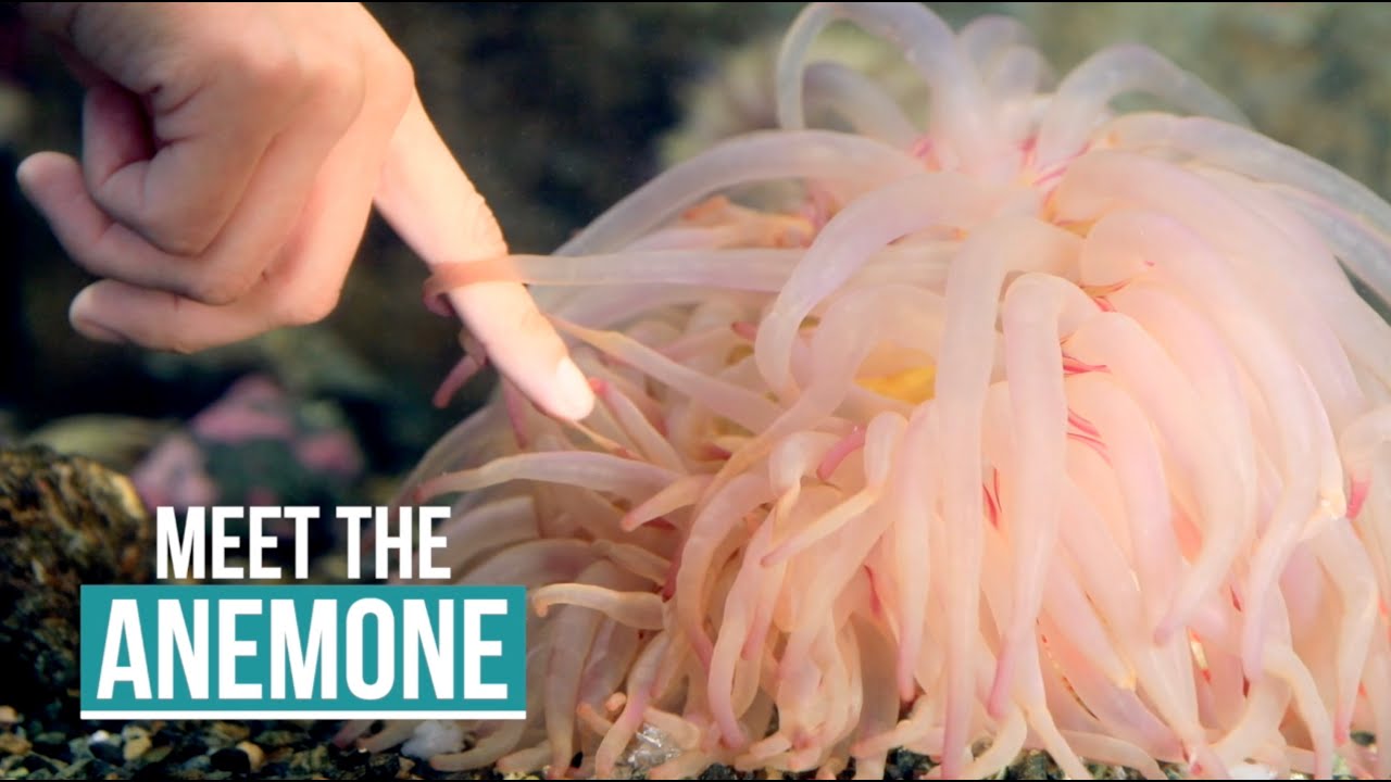 Anemones and Sea Pens: Virtual Visit at the Alaska SeaLife Center