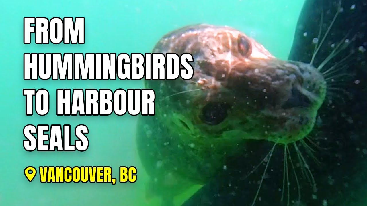 From Hummingbirds to Harbour Seals | West Vancouver’s Hidden Wildlife Adventure