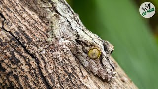 You Won't Believe Your Eyes. Seriously. | Top 10 Masters of Camouflage | Laf Pack